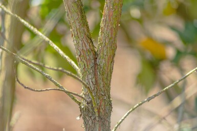 Arbutus unedo HO 10/12 P/K Arbutus unedo Hochstamm 10/12