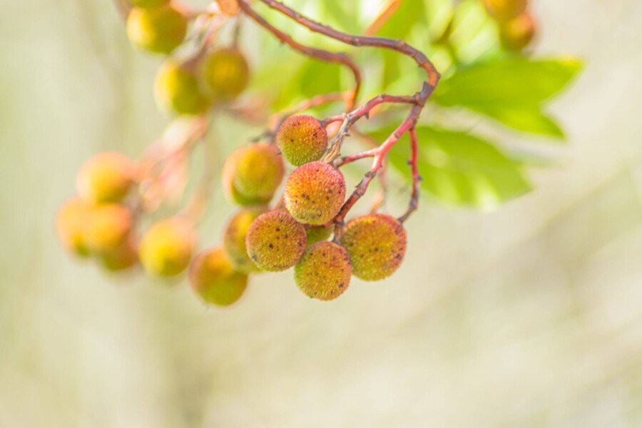 Arbutus unedo HO 10/12 P/K Arbutus unedo Hochstamm 10/12