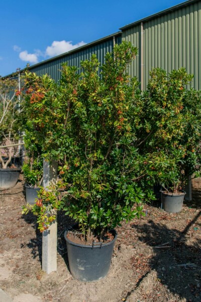 Arbutus unedo Mehrstämmig Arbutus unedo Mehrstämmig