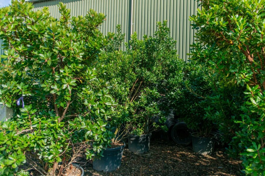 Arbutus unedo ME 200-250 P/K Arbutus unedo Mehrstämmig 200-250