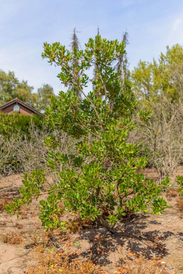 Arbutus unedo ME 200-250 P/K Arbutus unedo Mehrstämmig 200-250
