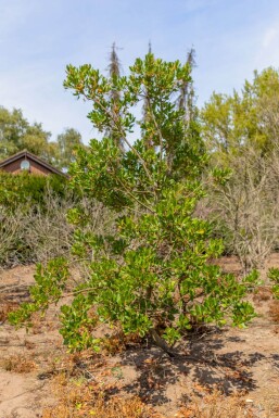 Arbutus unedo ME 200-250 P/K Arbutus unedo Mehrstämmig 200-250