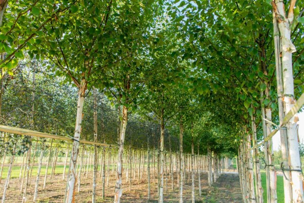 Betula albosinensis Betula albosinensis