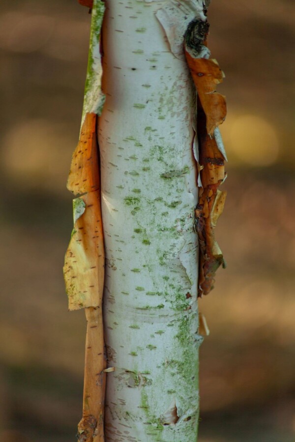 Betula albosinensis Betula albosinensis