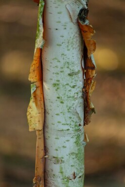 Betula albosinensis