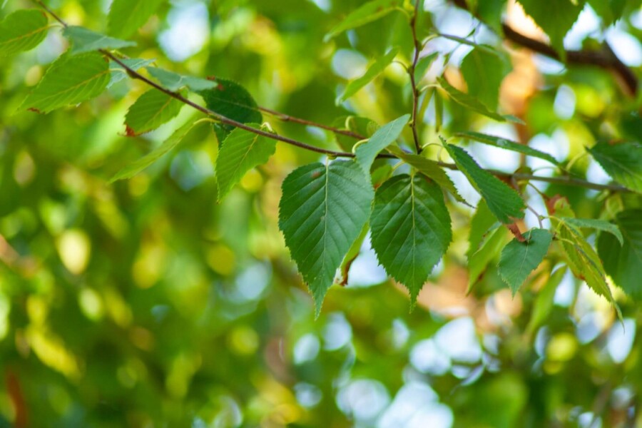 Betula albosinensis HO 10/12 P/K Betula albosinensis Hochstamm 10/12