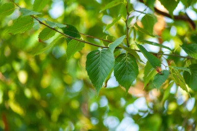 Betula albosinensis HO 10/12 P/K Betula albosinensis Hochstamm 10/12