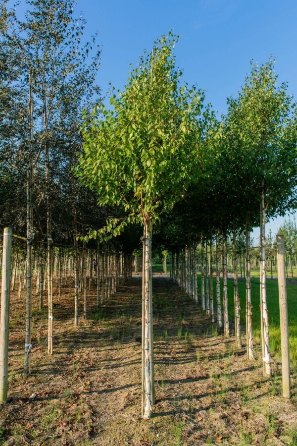 Betula albosinensis HO 10/12 P/K Betula albosinensis Hochstamm 10/12