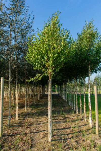 Betula albosinensis hochstamm