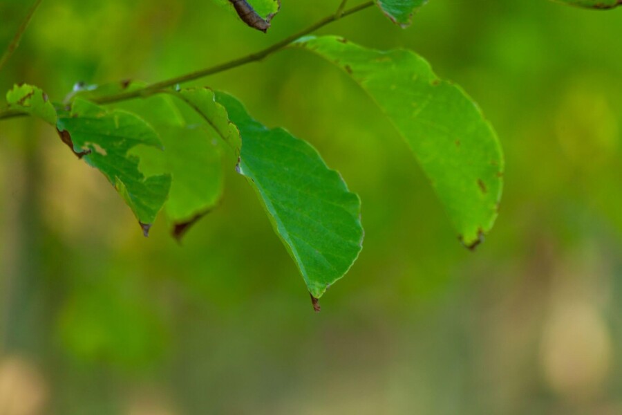 Betula albosinensis HO 10/12 P/K Betula albosinensis Hochstamm 10/12