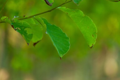 Betula albosinensis hochstamm 10/12