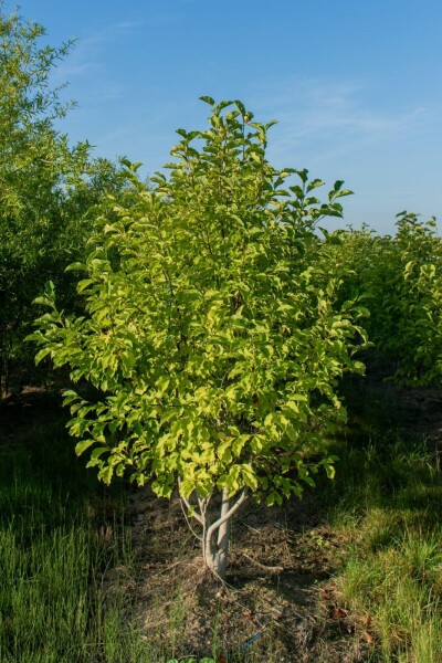 Betula albosinensis mehrstämmig