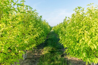 Betula albosinensis mehrstämmig 200-250