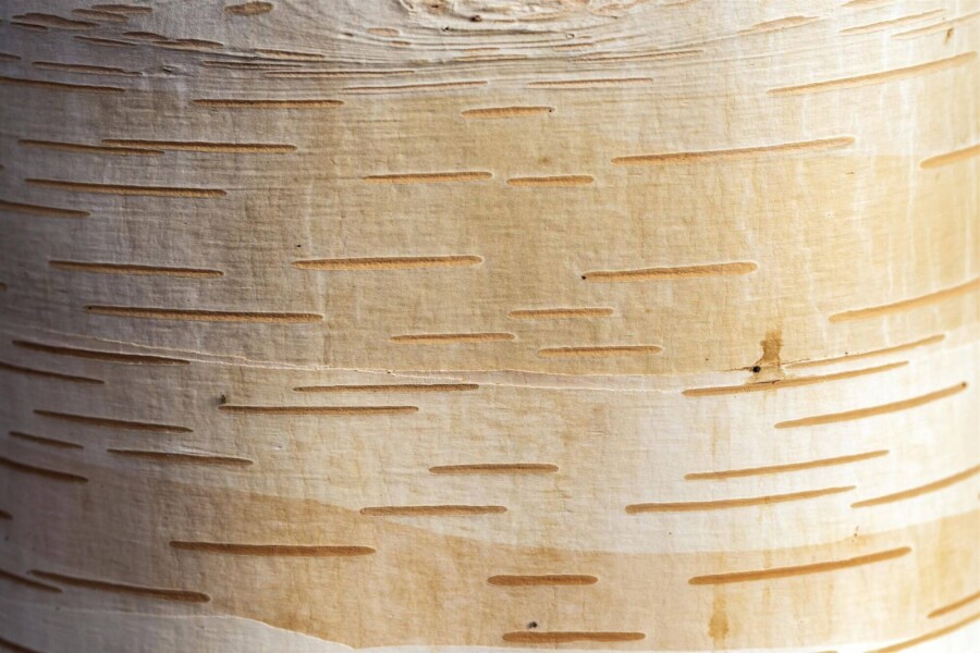 Betula albosinensis ME 200-250 P/K Betula albosinensis Mehrstämmig 200-250