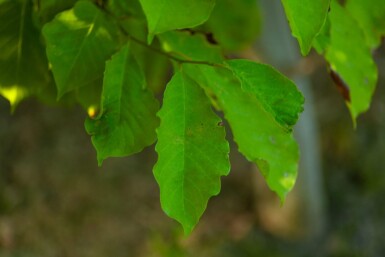 Betula albosinensis mehrstämmig 200-250