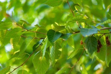 Betula albosinensis mehrstämmig 200-250