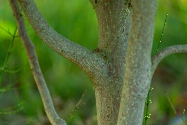 Betula albosinensis ME 200-250 P/K Betula albosinensis Mehrstämmig 200-250