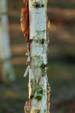 Betula albosinensis mehrstämmig 200-250