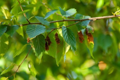 Betula albosinensis ME 200-250 P/K Betula albosinensis Mehrstämmig 200-250