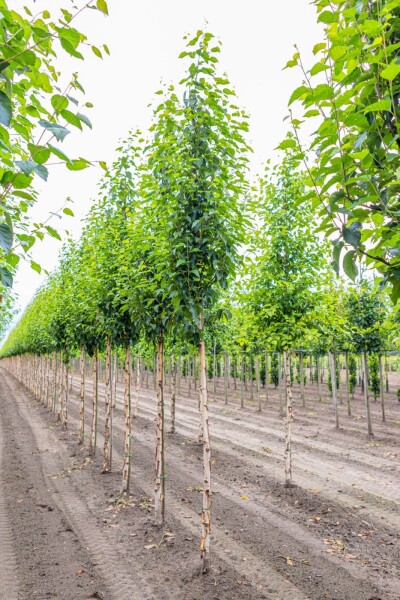Betula utilis 'Fascination' Betula utilis 'Fascination'