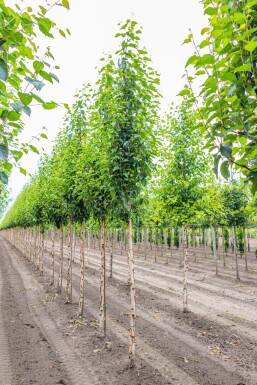 Betula utilis 'Fascination' HO 8/10 P/K Betula utilis 'Fascination' Hochstamm 8/10