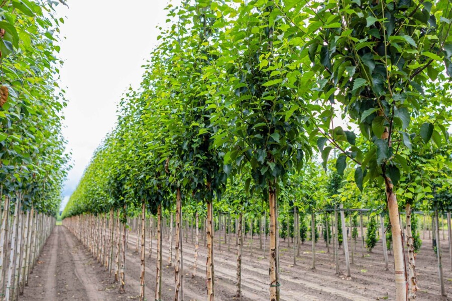 Betula utilis 'Fascination' HO 8/10 P/K Betula utilis 'Fascination' Hochstamm 8/10