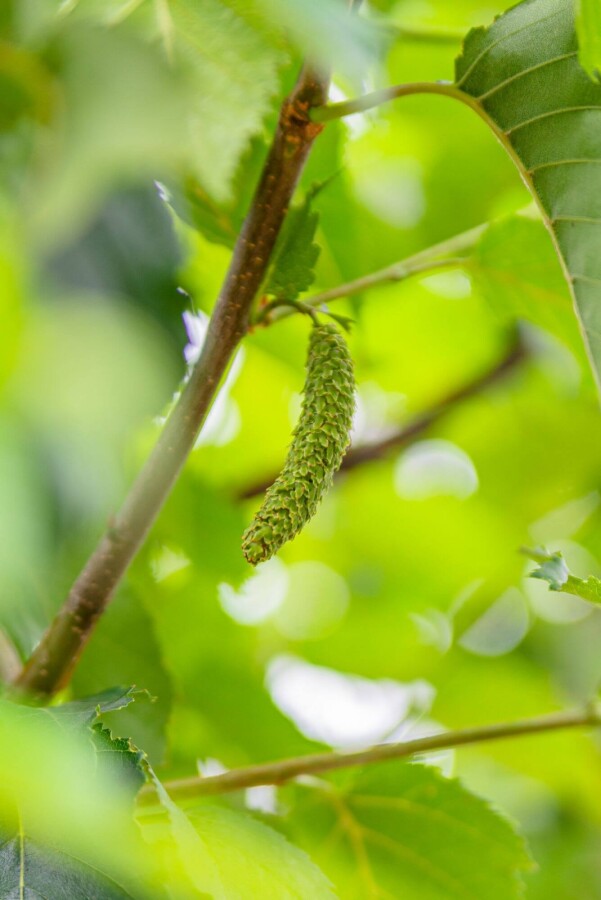 Betula utilis 'Fascination' HO 8/10 P/K Betula utilis 'Fascination' Hochstamm 8/10