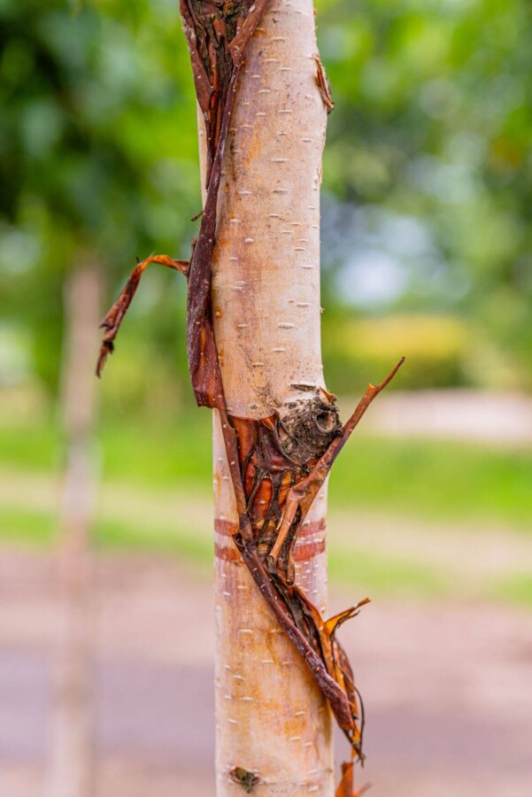 Betula utilis 'Fascination' HO 8/10 P/K Betula utilis 'Fascination' Hochstamm 8/10