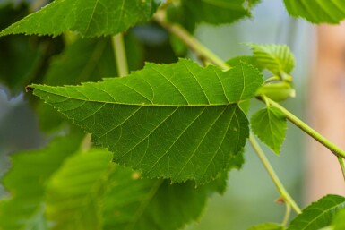 Betula utilis 'Fascination' HO 8/10 P/K Betula utilis 'Fascination' Hochstamm 8/10