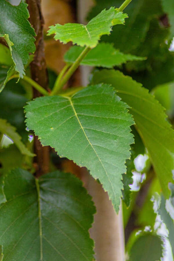 Betula utilis 'Fascination' HO 8/10 P/K Betula utilis 'Fascination' Hochstamm 8/10