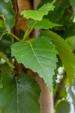 Betula utilis 'Fascination' HO 8/10 P/K Betula utilis 'Fascination' Hochstamm 8/10