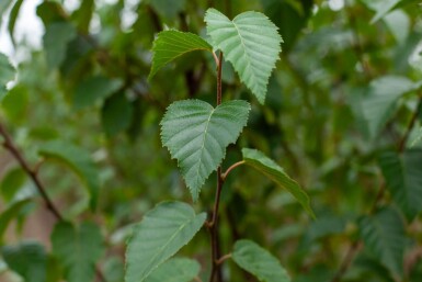 Betula utilis Fascination ME200-250 P/K Betula utilis 'Fascination' Mehrstämmig 200-250