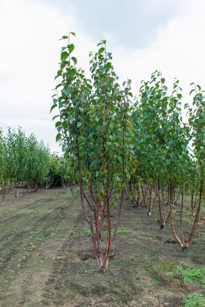 Betula utilis 'Fascination' Mehrstämmig Betula utilis 'Fascination' Mehrstämmig