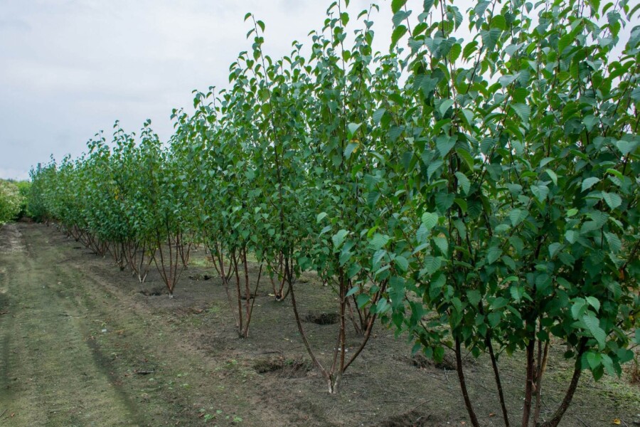 Betula utilis Fascination ME200-250 P/K Betula utilis 'Fascination' Mehrstämmig 200-250