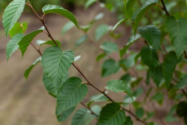 Betula utilis 'Fascination' mehrstämmig 200-250