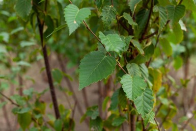 Betula utilis Fascination ME200-250 P/K Betula utilis 'Fascination' Mehrstämmig 200-250