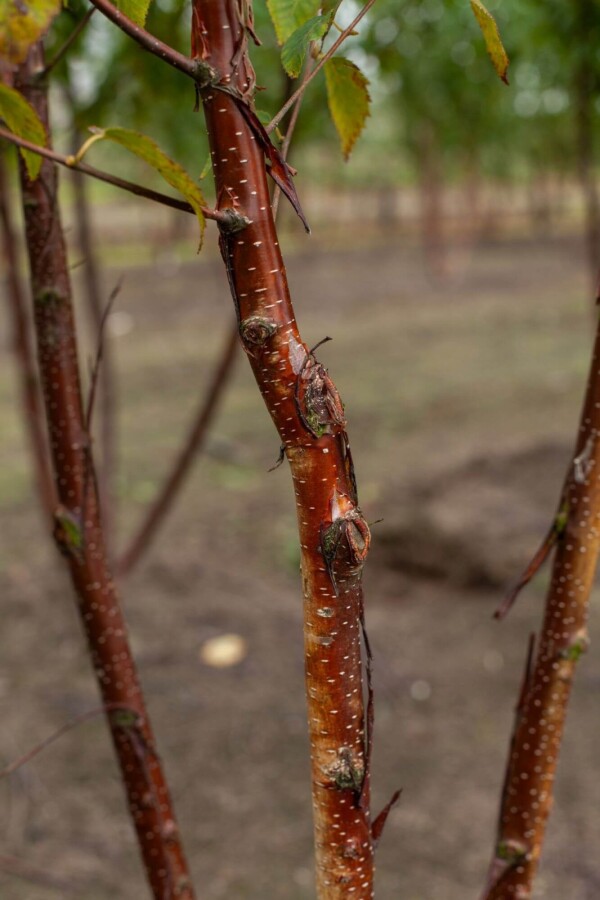Betula utilis Fascination ME200-250 P/K Betula utilis 'Fascination' Mehrstämmig 200-250