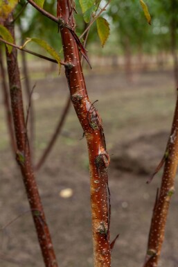 Betula utilis Fascination ME200-250 P/K Betula utilis 'Fascination' Mehrstämmig 200-250