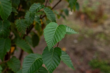 Betula utilis 'Fascination' mehrstämmig 200-250