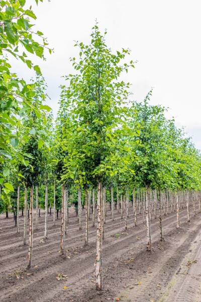 Betula nigra Betula nigra