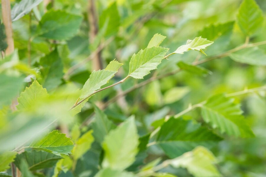 Betula nigra Betula nigra