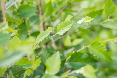 Betula nigra Betula nigra