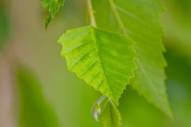 Betula nigra hochstamm 10/12