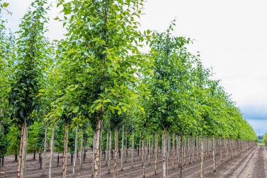 Betula nigra hochstamm 10/12