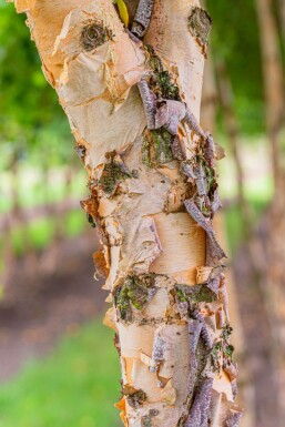 Betula nigra hochstamm 10/12