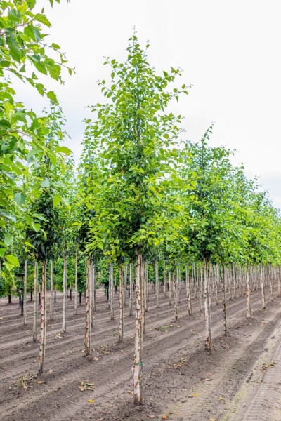 Betula nigra hochstamm