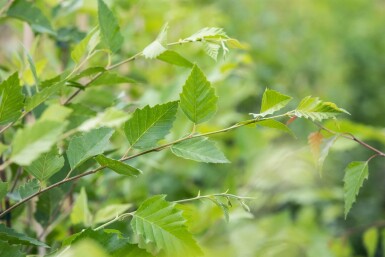 Betula nigra hochstamm 10/12