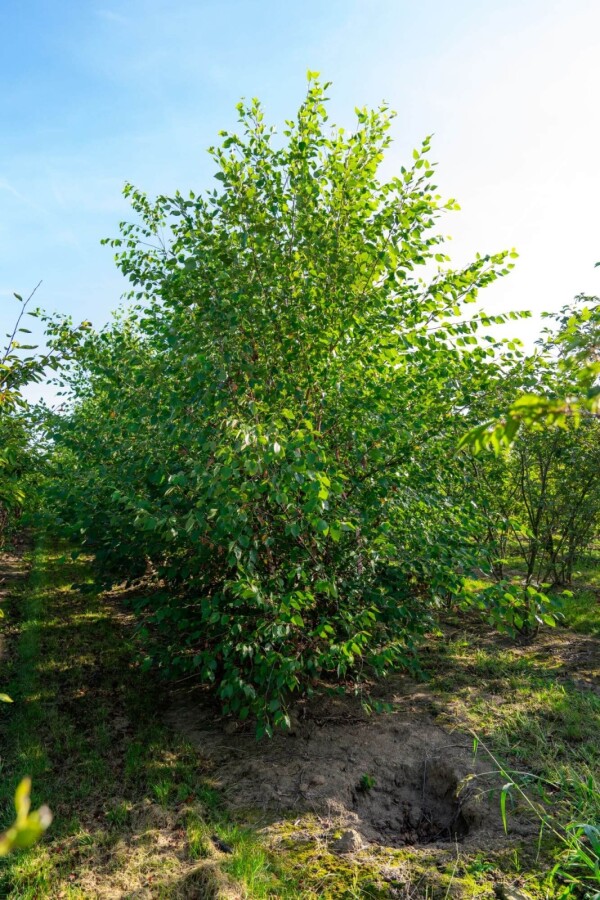 Betula nigra ME 200-250 P/K Betula nigra Mehrstämmig 200-250