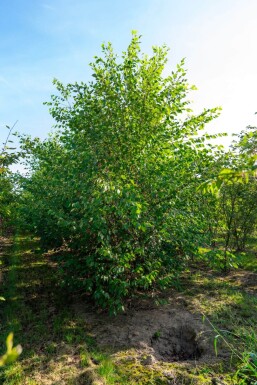 Betula nigra ME 200-250 P/K Betula nigra Mehrstämmig 200-250