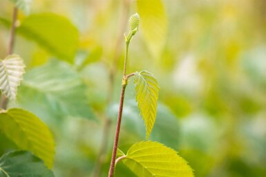 Betula nigra mehrstämmig 200-250